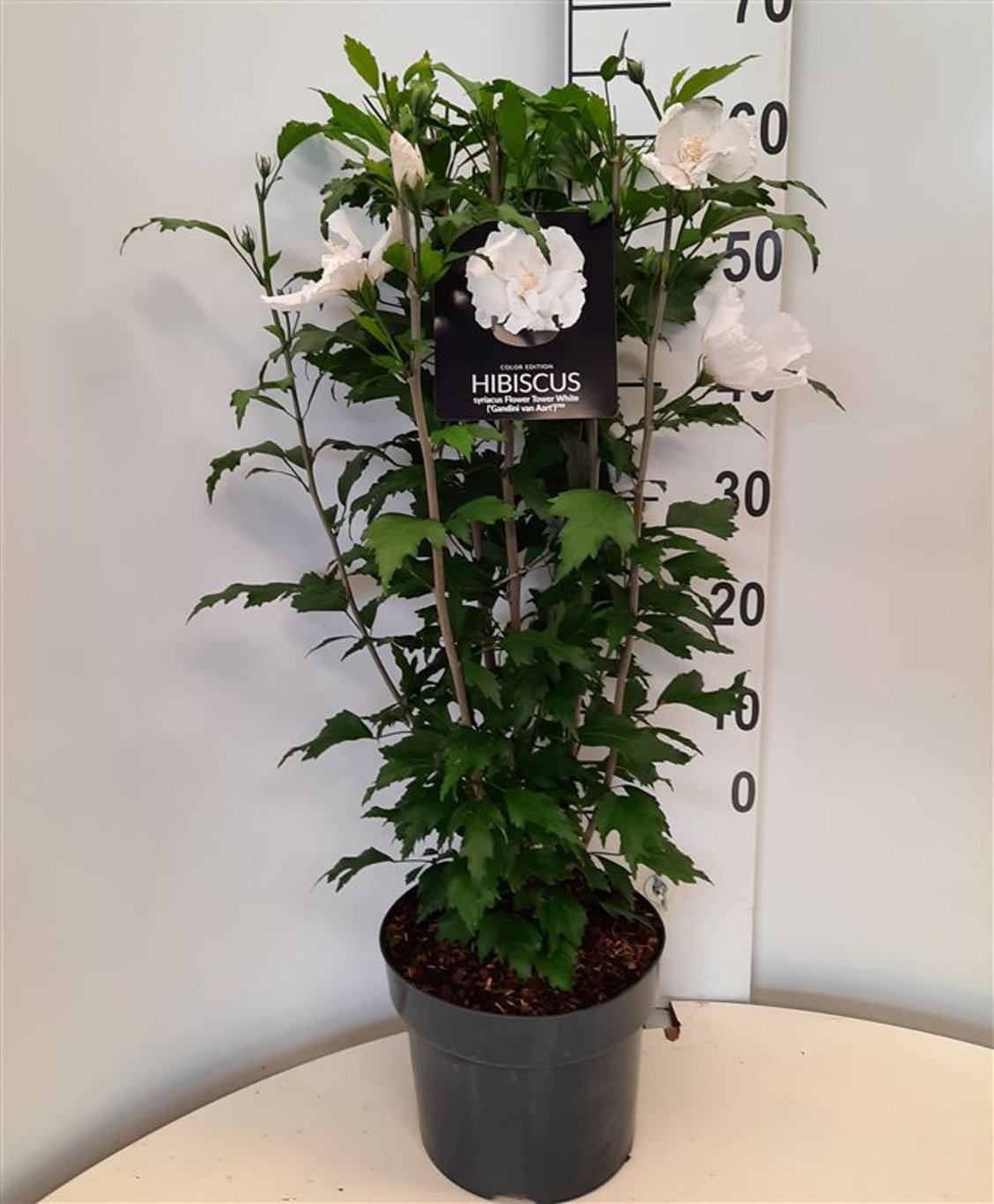 Hibiscus syr. 'Flower Tower White' - C5 60-80 CM